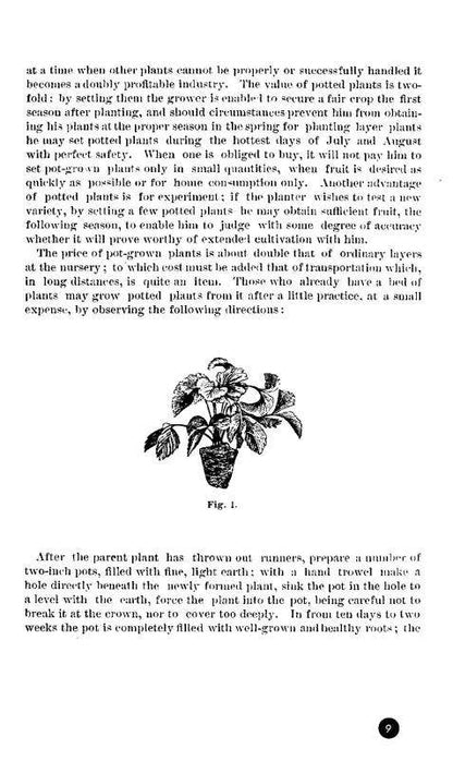 How to Grow Strawberries (Microcosm Country Wisdom Zine)